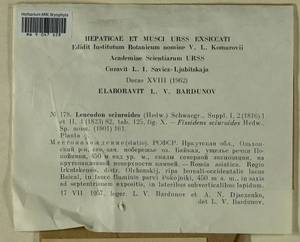 Leucodon sciuroides (Hedw.) Schwägr., Bryophytes, Bryophytes - Baikal & Transbaikal regions (B18) (Russia)