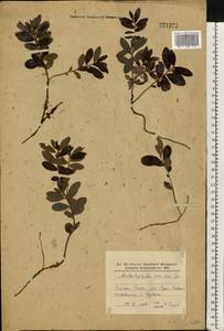 Arctostaphylos uva-ursi (L.) Spreng., Eastern Europe, North Ukrainian region (E11) (Ukraine)