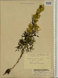 Aconitum confertiflorum (DC.) Gáyer, Caucasus, North Ossetia, Ingushetia & Chechnya (K1c) (Russia)