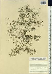 Galium trifidum L., Siberia, Russian Far East (S6) (Russia)