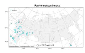 Parthenocissus inserta (A. Kern.) Fritsch, Atlas of the Russian Flora (FLORUS) (Russia)