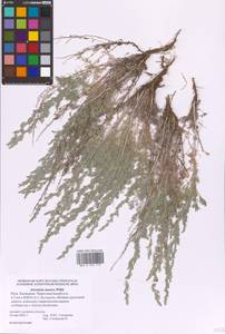 Artemisia taurica Willd., Eastern Europe, Lower Volga region (E9) (Russia)