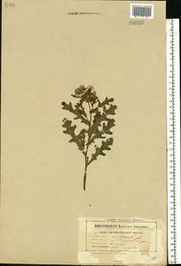 Senecio vulgaris L., Eastern Europe, Belarus (E3a) (Belarus)