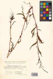 Persicaria hydropiper (L.) Spach, Siberia, Russian Far East (S6) (Russia)