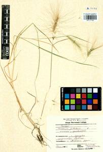 Hordeum jubatum L., Siberia, Baikal & Transbaikal region (S4) (Russia)