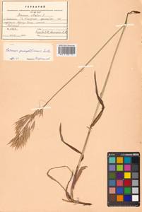 Bromus pumpellianus Scribn., Siberia, Russian Far East (S6) (Russia)