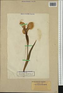 Iris pseudacorus L., Western Europe (EUR) (Not classified)