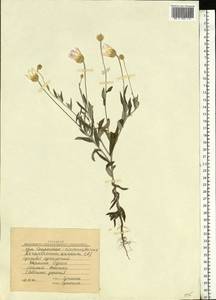 Xeranthemum annuum L., Eastern Europe, South Ukrainian region (E12) (Ukraine)