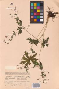 Geranium pseudosibiricum J. Mayer, Eastern Europe, Eastern region (E10) (Russia)