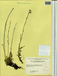 Aster alpinus var. serpentimontanus (Tamamsch.) Y. Ling, Siberia, Russian Far East (S6) (Russia)