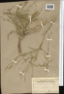 Sisymbrium subspinescens Bunge, Middle Asia, Northern & Central Tian Shan (M4) (Kazakhstan)