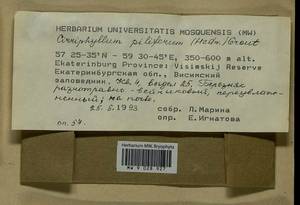 Cirriphyllum piliferum (Hedw.) Grout, Bryophytes, Bryophytes - Permsky Krai, Udmurt Republic, Sverdlovsk & Kirov Oblasts (B8) (Russia)