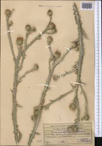 Cousinia platylepis Schrenk ex Fisch. & C. A. Mey., Middle Asia, Western Tian Shan & Karatau (M3) (Kazakhstan)
