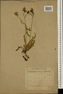 Picris hieracioides L., Caucasus, Armenia (K5) (Armenia)