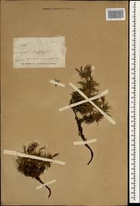 Acantholimon puberulum Boiss. & Balansa, South Asia, South Asia (Asia outside ex-Soviet states and Mongolia) (ASIA) (Turkey)