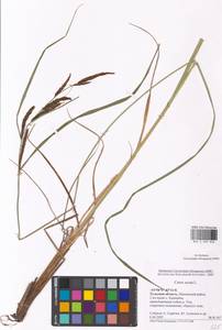 Carex acuta L., Eastern Europe, Central region (E4) (Russia)