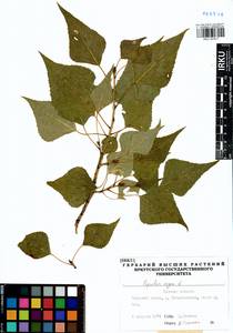 Populus nigra, Siberia, Western Siberia (S1) (Russia)