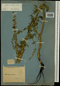 Delphinium freynii Conrath, Caucasus, Armenia (K5) (Armenia)