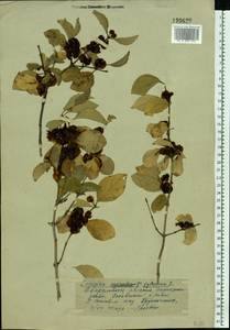 Lonicera xylosteum L., Eastern Europe, Eastern region (E10) (Russia)