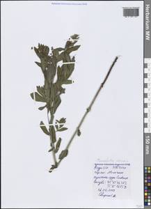 Heliotropium sibiricum (L.) J. I. M. Melo, Crimea (KRYM) (Russia)