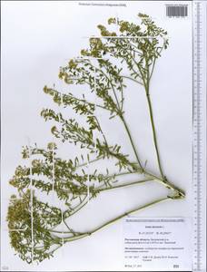 Isatis tinctoria L., Eastern Europe, Rostov Oblast (E12a) (Russia)