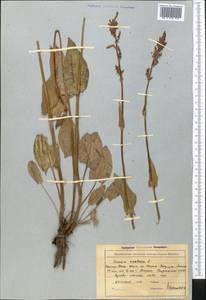 Rumex acetosa L., Middle Asia, Northern & Central Tian Shan (M4) (Kyrgyzstan)