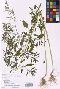 Chenopodium, Eastern Europe, Central forest-and-steppe region (E6) (Russia)