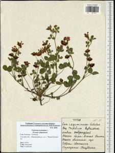 Trifolium hybridum L., Eastern Europe, Central region (E4) (Russia)