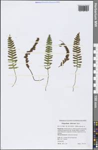 Polypodium sibiricum Sipliv., Siberia, Baikal & Transbaikal region (S4) (Russia)