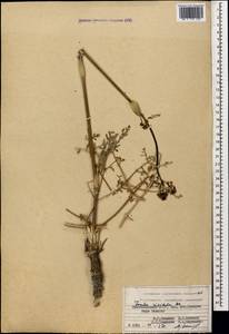 Ferula rigidula DC., Caucasus, Azerbaijan (K6) (Azerbaijan)