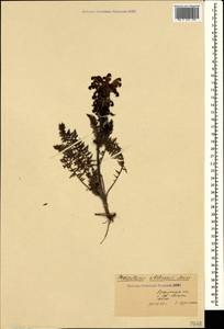 Pedicularis sibthorpii Boiss., Crimea (KRYM) (Russia)