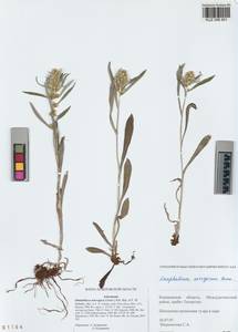 Omalotheca norvegica (Gunnerus) Sch. Bip. & F. W. Schultz, Siberia, Altai & Sayany Mountains (S2) (Russia)