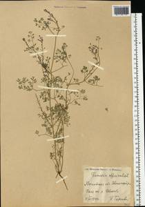 Fumaria officinalis L., Eastern Europe, Moscow region (E4a) (Russia)