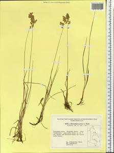 Anthoxanthum nitens (Weber) Y.Schouten & Veldkamp, Siberia, Chukotka & Kamchatka (S7) (Russia)