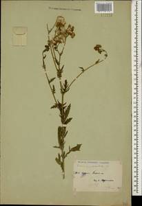 Jacobaea erucifolia subsp. grandidentata (Ledeb.) V. V. Fateryga & Fateryga, Caucasus, Stavropol Krai, Karachay-Cherkessia & Kabardino-Balkaria (K1b) (Russia)