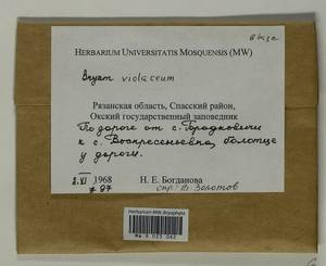 Gemmabryum violaceum (Crundw. & Nyholm) J.R. Spence, Bryophytes, Bryophytes - Middle Russia (B6) (Russia)