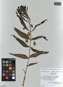 Lysimachia thyrsiflora L., Siberia, Altai & Sayany Mountains (S2) (Russia)