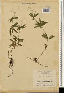 Galium odoratum (L.) Scop., Caucasus, Georgia (K4) (Georgia)