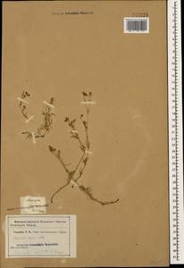 Cynanchica supina subsp. supina, Caucasus (no precise locality) (K0)