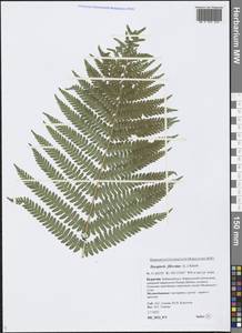 Dryopteris filix-mas (L.) Schott, Siberia, Baikal & Transbaikal region (S4) (Russia)