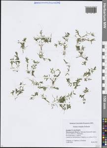 Elatine triandra Schkuhr, Eastern Europe, Moscow region (E4a) (Russia)