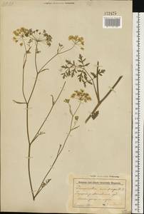 Pimpinella saxifraga L., Eastern Europe, Belarus (E3a) (Belarus)