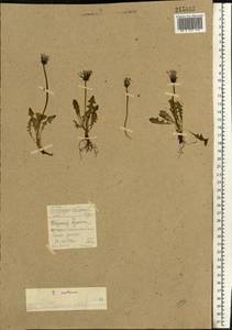 Taraxacum arcticum (Trautv.) Dahlst., Siberia, Central Siberia (S3) (Russia)