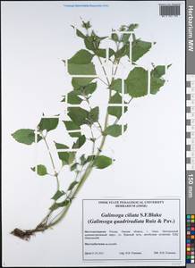 Galinsoga quadriradiata Ruiz & Pav., Siberia, Western Siberia (S1) (Russia)