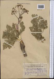 Ferula karataviensis (Regel & Schmalh.) Korovin, Middle Asia, Western Tian Shan & Karatau (M3) (Kazakhstan)