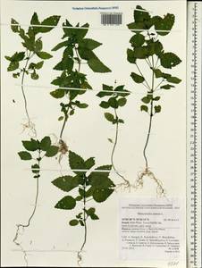 Mercurialis annua L., South Asia, South Asia (Asia outside ex-Soviet states and Mongolia) (ASIA) (Israel)