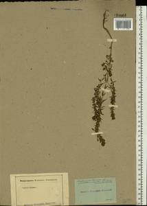 Odontites vulgaris, Eastern Europe, Moscow region (E4a) (Russia)