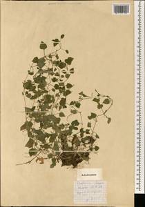 Stellaria, South Asia, South Asia (Asia outside ex-Soviet states and Mongolia) (ASIA) (Japan)