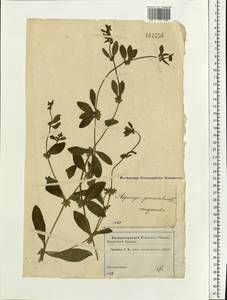 Asperugo procumbens L., Eastern Europe, Moscow region (E4a) (Russia)