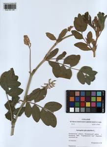 KUZ 001 391, Astragalus glycyphyllos L., Siberia, Altai & Sayany Mountains (S2) (Russia)